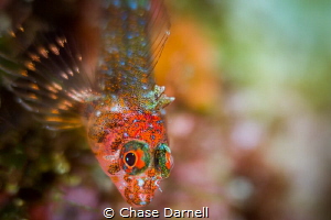 "Rave"
A very colorful Triple Fin Blenny portrait. These... by Chase Darnell 